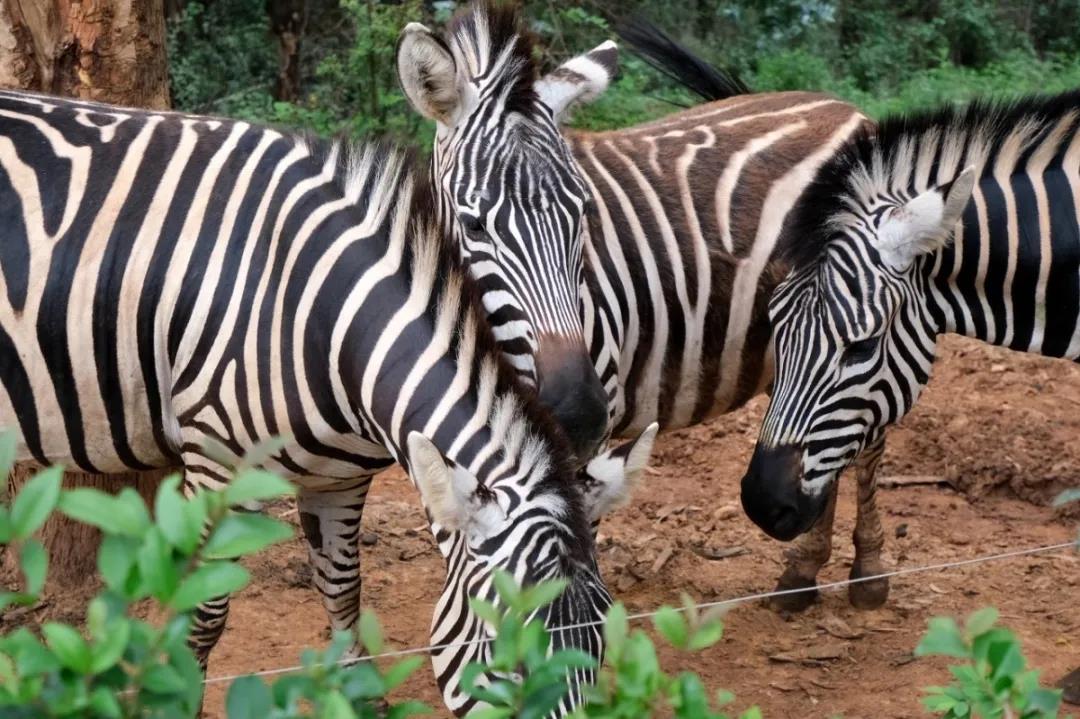 云南野生動物園