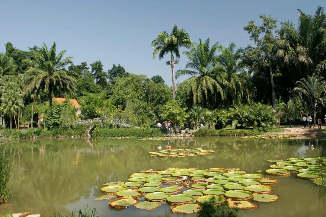 版納中科院植物園