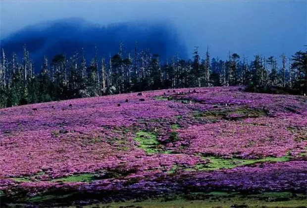 云南露營(yíng)場(chǎng)地：香格里拉花開成海！錯(cuò)過要等一年！