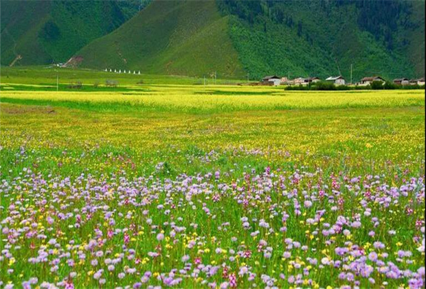 云南傳媒公司：納帕海大草原——一半是湖泊，一半是草原